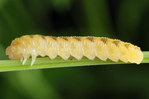 Tenthredo adusta