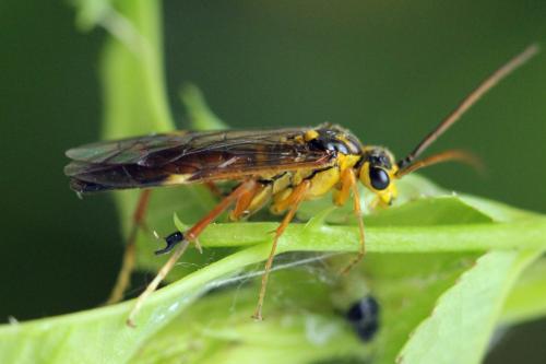 Tenthredopsis litterata
