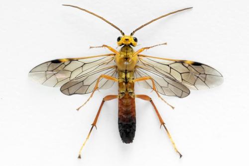 Tenthredopsis litterata