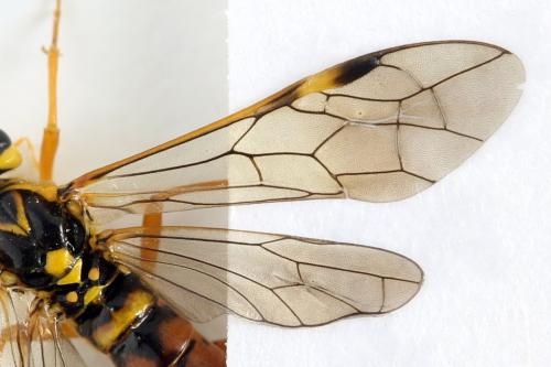 Tenthredopsis litterata