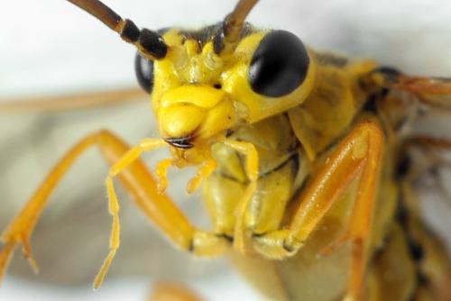 Tenthredopsis litterata