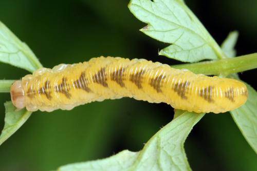 Tenthredo adusta