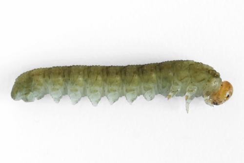 Réf. 331 653 : Tenthredo adusta