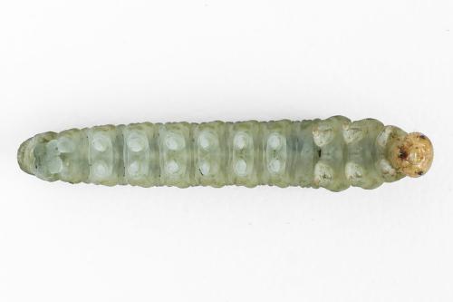 Tenthredo adusta
