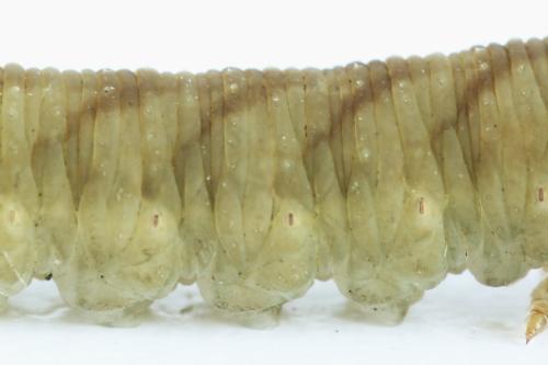 Tenthredo adusta