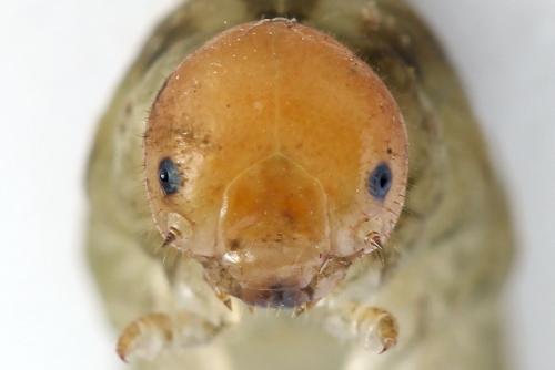 Tenthredo adusta