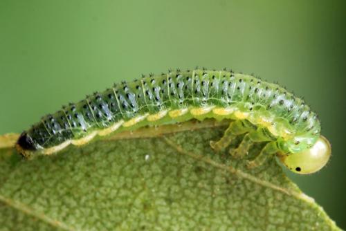 Réf. 331 603 : Arge dimidiata