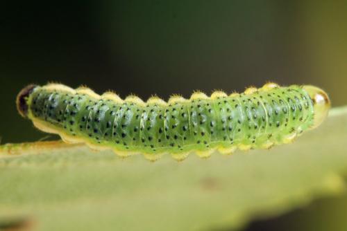 Réf. 331 604 : Arge dimidiata