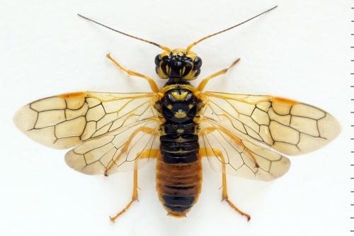Pamphilius histrio