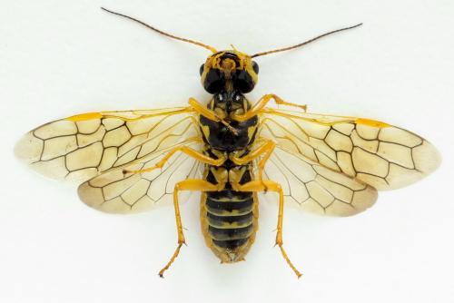 Pamphilius histrio