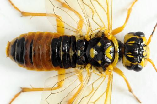 Pamphilius histrio