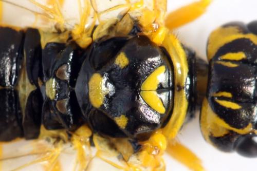 Pamphilius histrio
