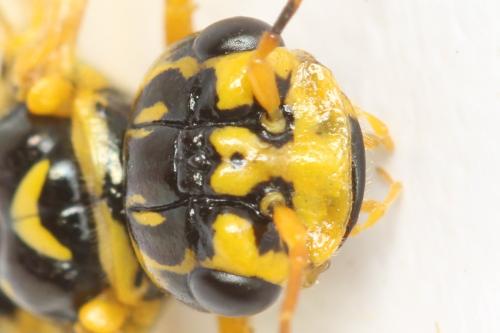 Pamphilius histrio