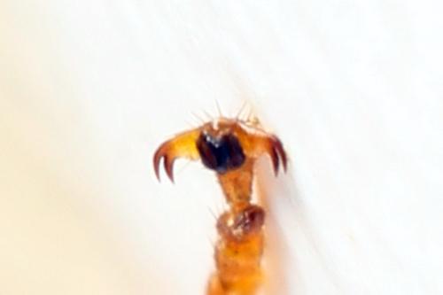 Pamphilius histrio