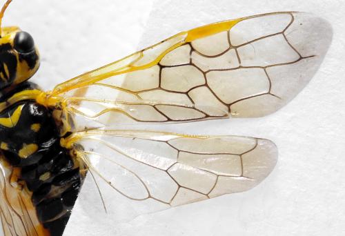 Pamphilius histrio