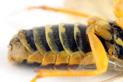 Pamphilius histrio