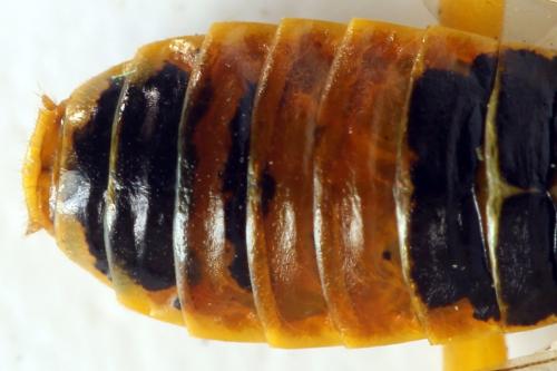 Pamphilius histrio