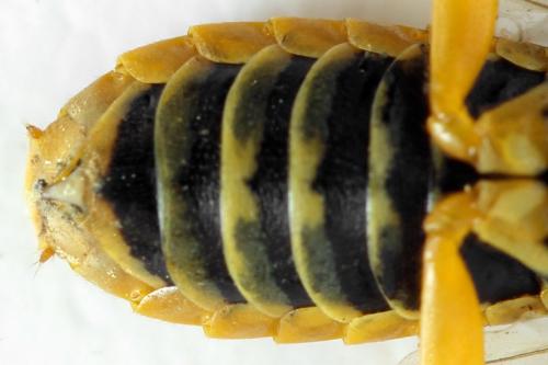 Pamphilius histrio