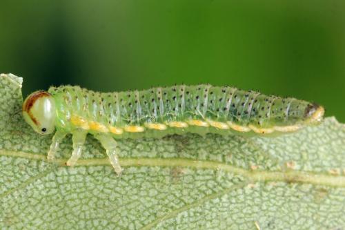 Réf. 331 605 : Arge dimidiata