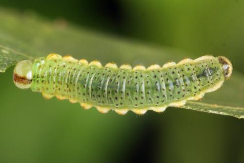 Arge dimidiata