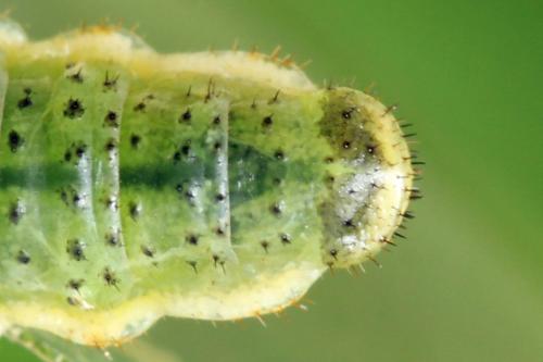 Réf. 331 608 : Arge dimidiata