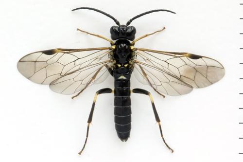 Réf. 331 500 : Emphytus basalis