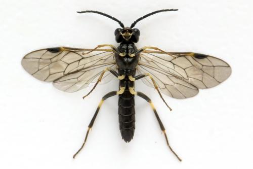 Réf. 331 501 : Emphytus basalis