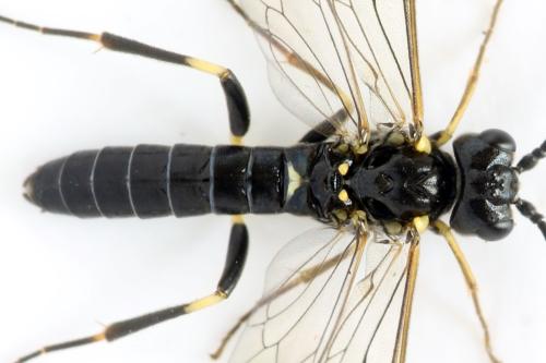 Réf. 331 502 : Emphytus basalis