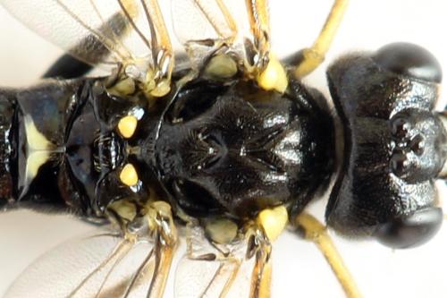 Réf. 331 503 : Emphytus basalis