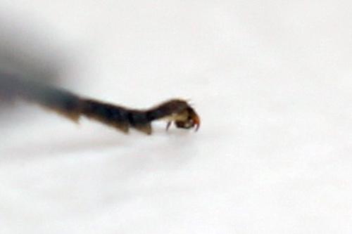 Réf. 331 506 : Emphytus basalis