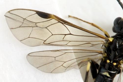 Réf. 331 507 : Emphytus basalis