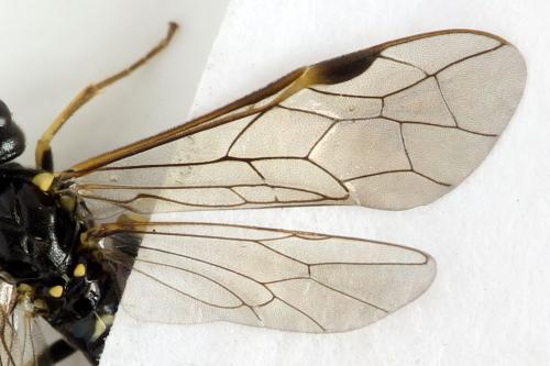 Réf. 331 508 : Emphytus basalis