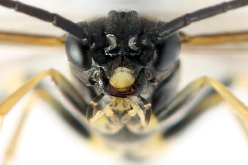 Réf. 331 509 : Emphytus basalis