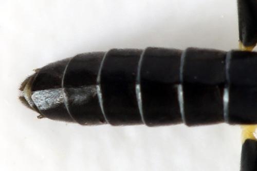 Réf. 331 512 : Emphytus basalis
