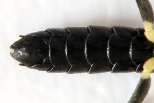 Réf. 331 513 : Emphytus basalis
