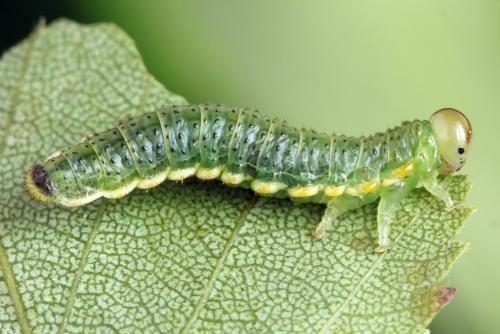 Arge dimidiata