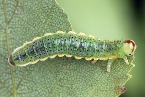 Arge dimidiata
