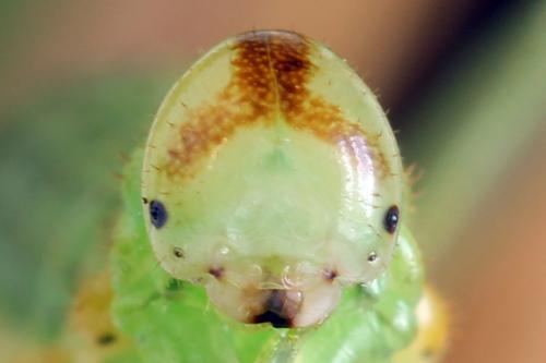 Réf. 331 611 : Arge dimidiata