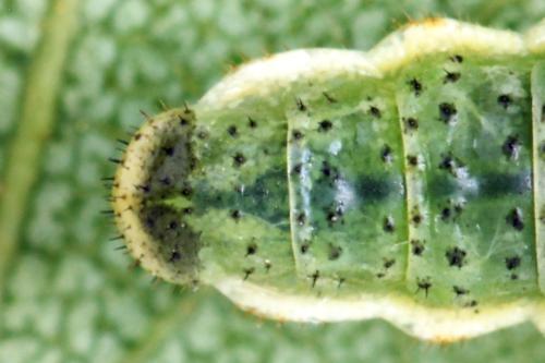 Réf. 331 612 : Arge dimidiata