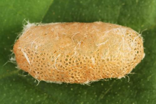 Réf. 331 613 : Arge dimidiata