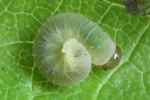 Tenthredo velox