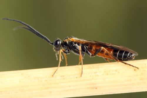 Strongylogaster mixta