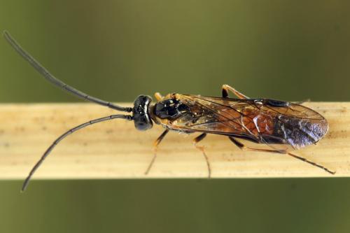 Strongylogaster mixta