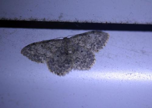 Réf. 331 187 : Idaea libycata