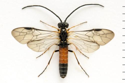 Strongylogaster mixta