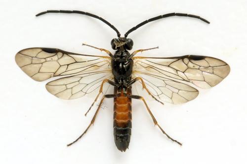 Strongylogaster mixta