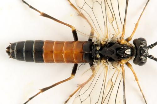 Strongylogaster mixta