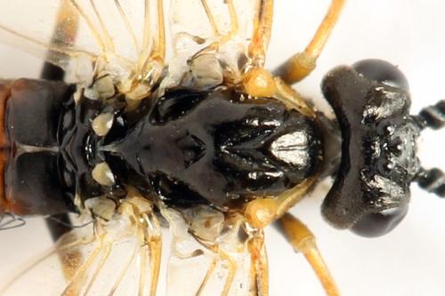 Strongylogaster mixta