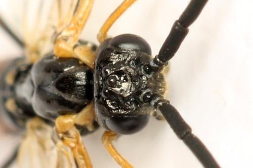 Strongylogaster mixta