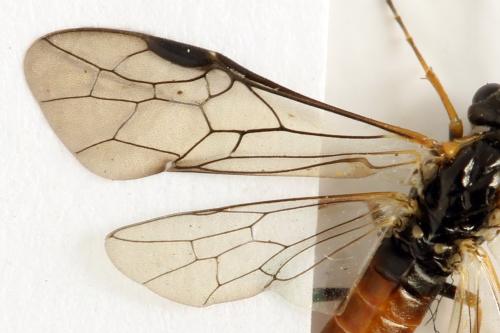 Strongylogaster mixta